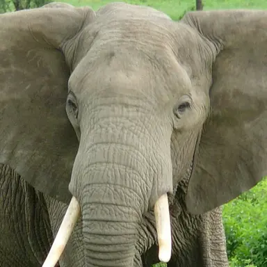 Profile image of 코끼리아저씨네 와와