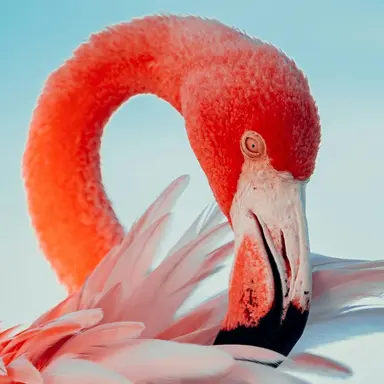 Profile image of 민 풀라 묑고