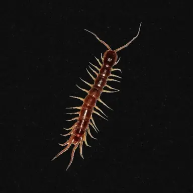 Profile image of 지네님