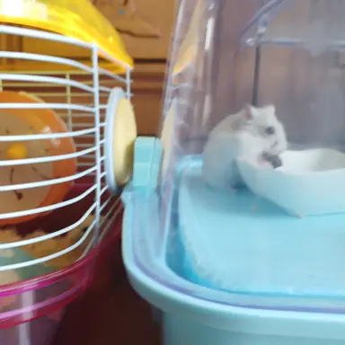 Profile image of 토리