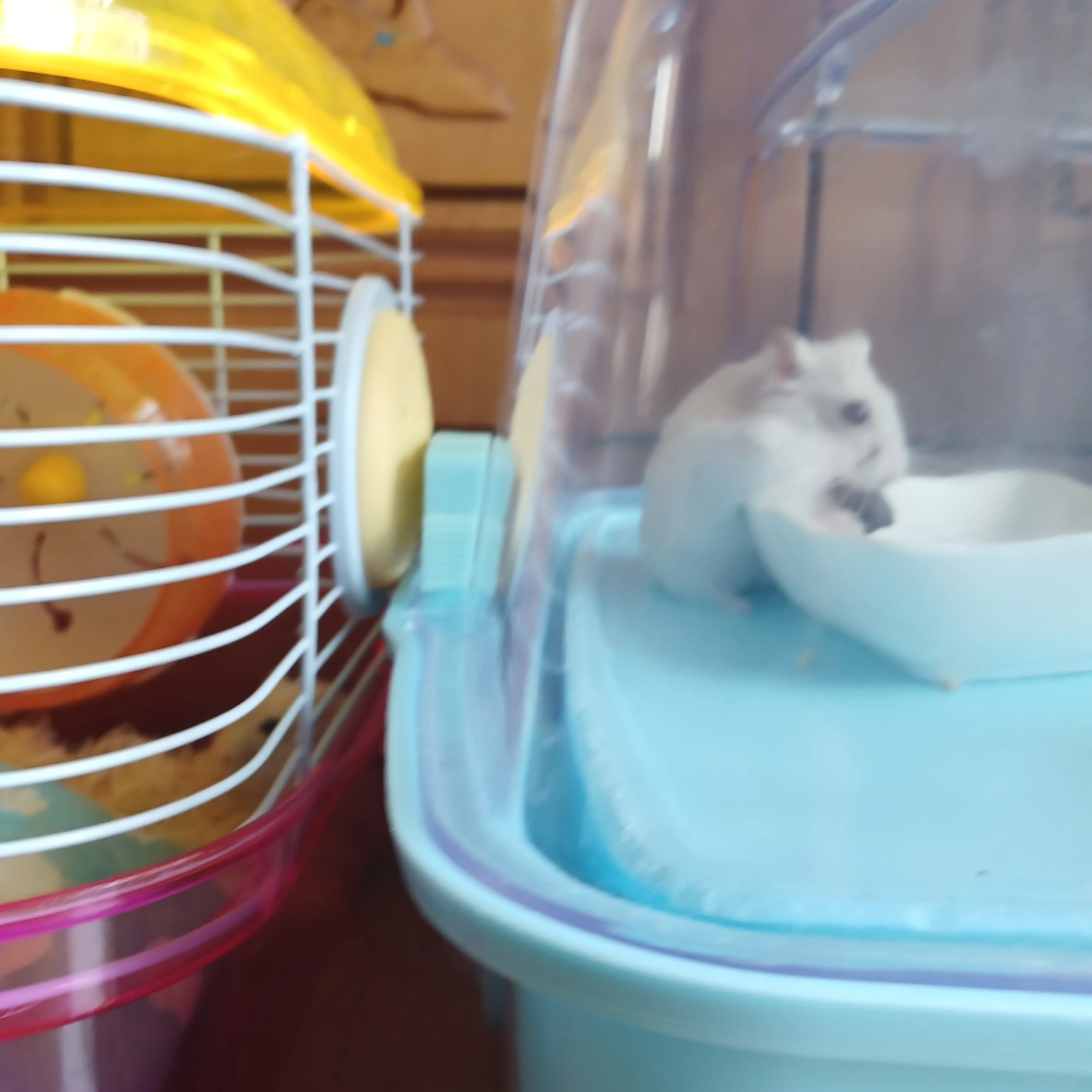토리