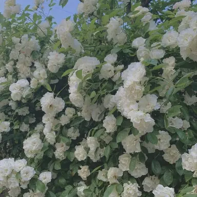 Profile image of 티푸