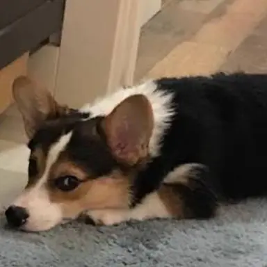 Profile image of Maple