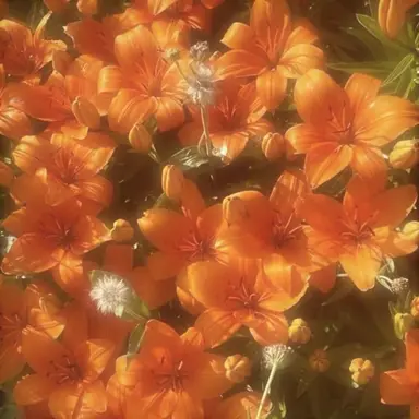 Profile image of 덕개 폰 엘리시안