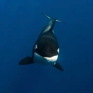 Profile image of ウォール