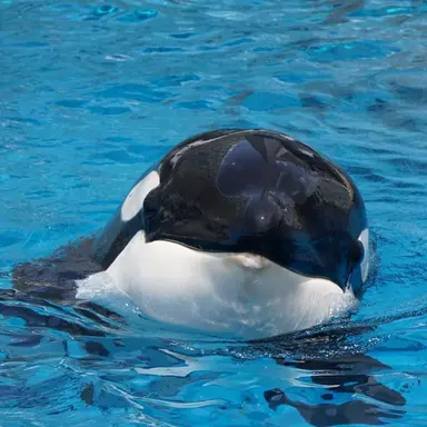 Profile image of ミンク