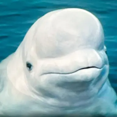 Profile image of ルゥルゥ