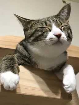 Profile image of 톰