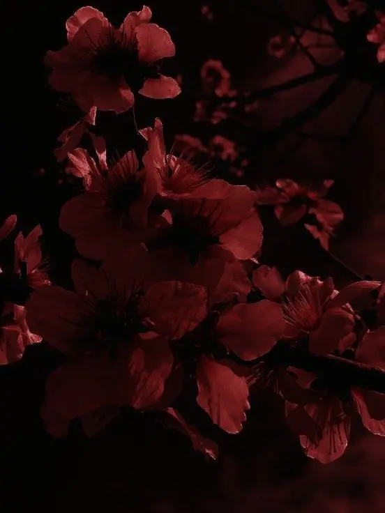 v_o_x의 Я люблю тебя навсегд