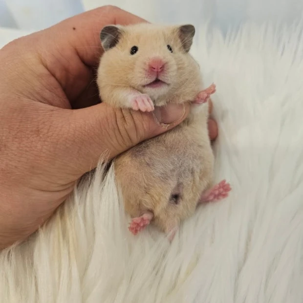 콩콩이