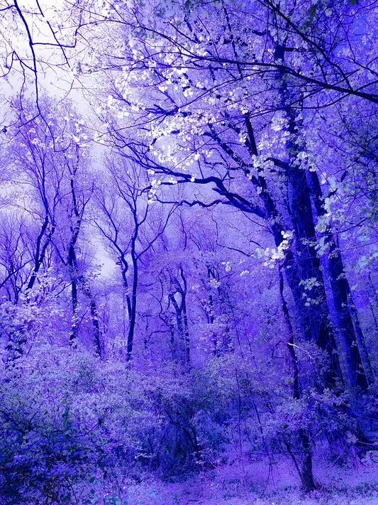 SoggyRoad1573의 외톨이 늑대에게 사랑이란