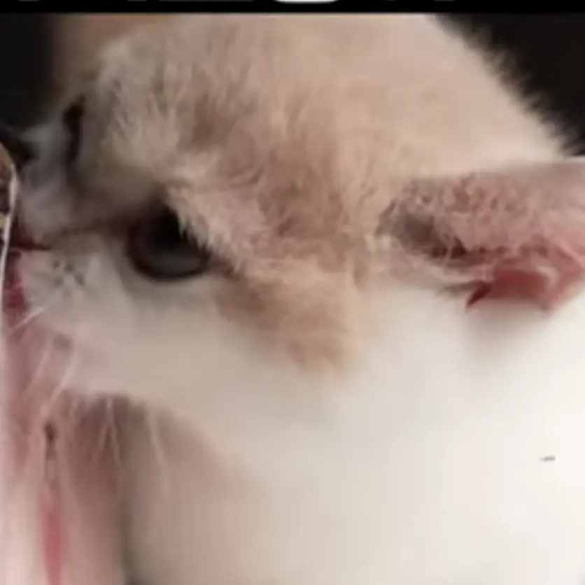 OliveCrow6929의 고양이
