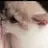 고양이