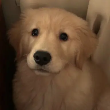 Profile image of ミンギュ