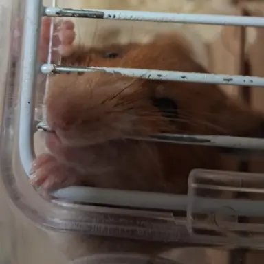 Profile image of 백시연