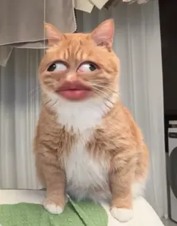 Profile image of 고양이