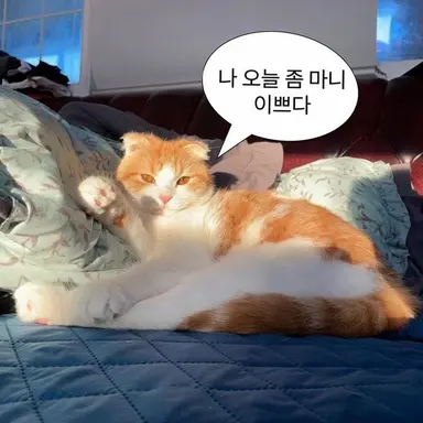 Profile image of 여우