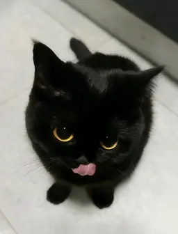 Profile image of 黒姫