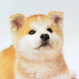 ハチ