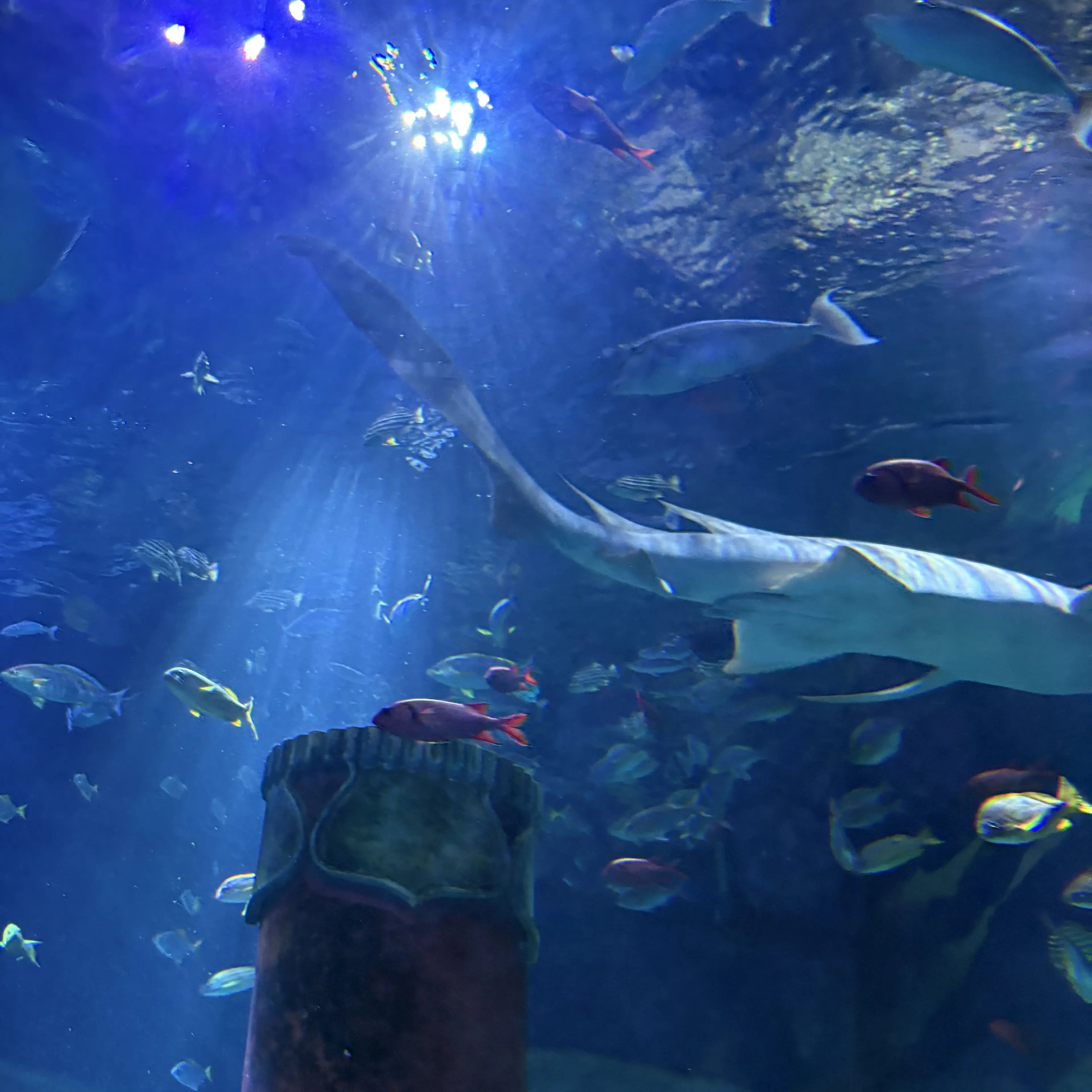 9ma의 アサシンkgm