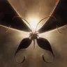 Profile image of Sugar Moth