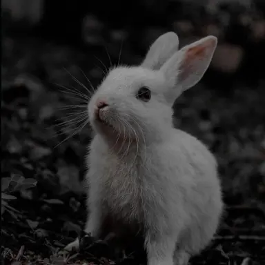 Profile image of Eleanor