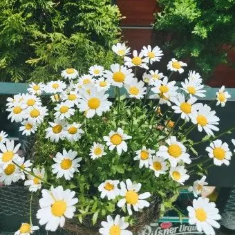 Profile image of 서창빈