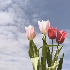 Profile image of 양정인