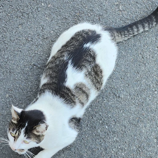 어린이 강태현