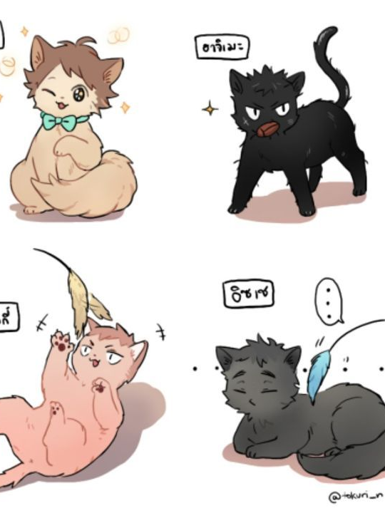 [세이죠 냥이 4묘방] 대표 이미지