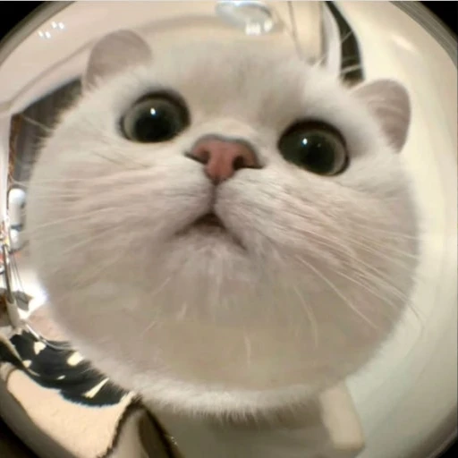 뇽냥이