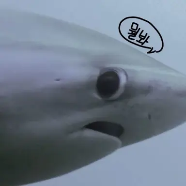 Profile image of 환도상어