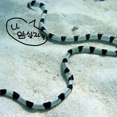 Profile image of 물뱀