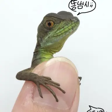 Profile image of 바실리스크 도마뱀