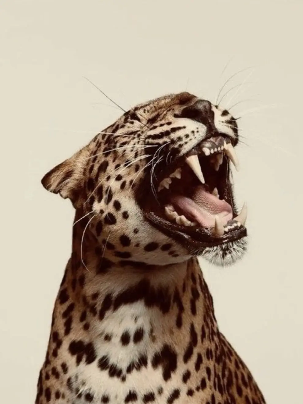 Jaycee1234의 Cheetah mom!🐆🎀
