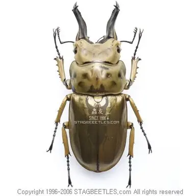 Profile image of 로젠버기황금사슴벌레