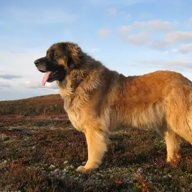 Profile image of Toby