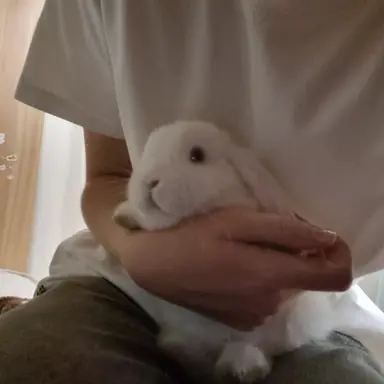 Profile image of KimDoyoung