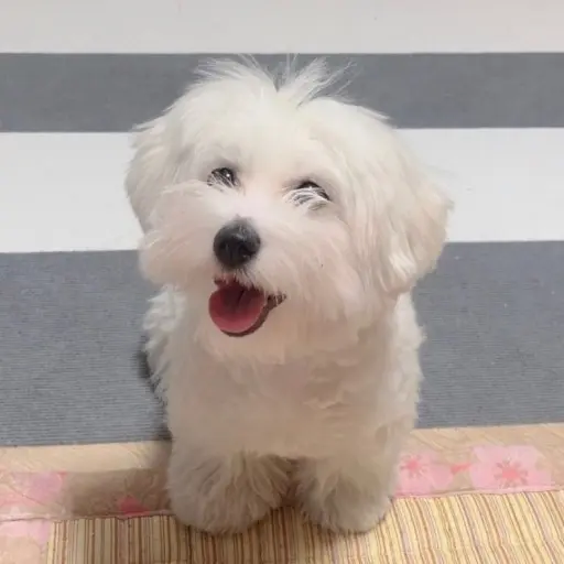 OrnateOptic1336의 최슭철