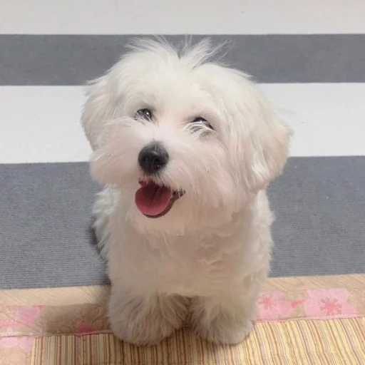 최슭철