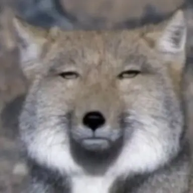 Profile image of 여우
