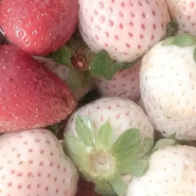 Profile image of 코요 템페스트