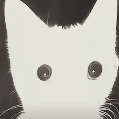 Profile image of 애완 구비