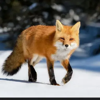 Profile image of 여우