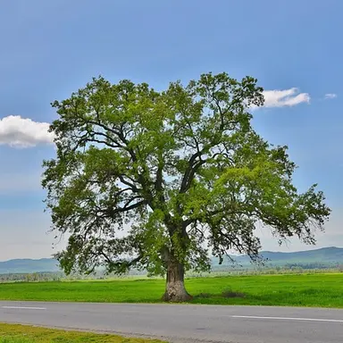 Profile image of 비챤