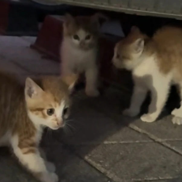 세명에 고양이 수인