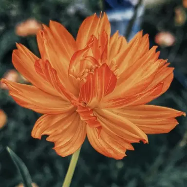 Profile image of 코마