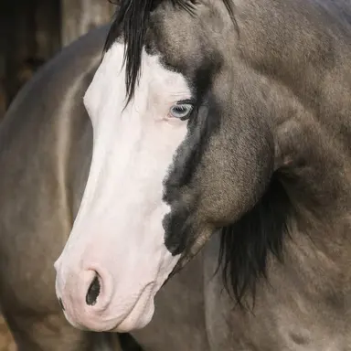Profile image of Cortez
