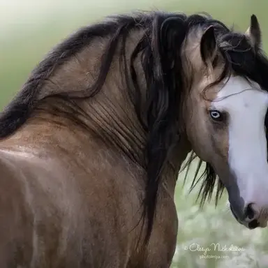 Profile image of Zorra