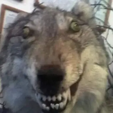 Profile image of 늑대
